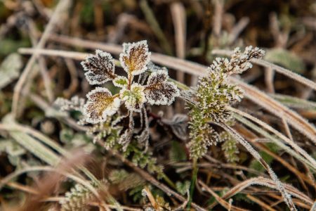 МЧС предупреждает жителей Тверской области о резком похолодании МЧС предупреждает жителей Тверской области о резком похолодании