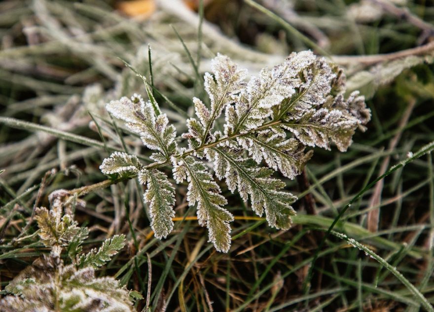 Жителей Тверской области предупредили о ночных заморозках