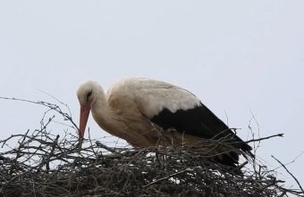 пополнение у аистов