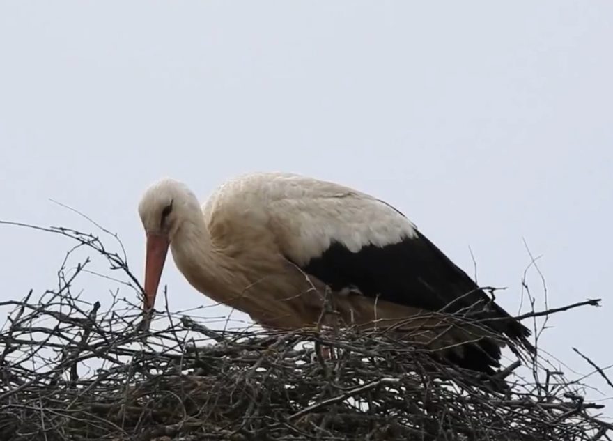 пополнение у аистов