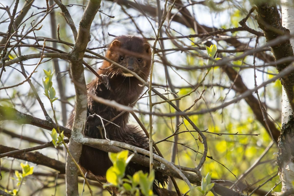 В Тверской области норку приняли за черную кошку
