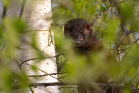 В Тверской области норку приняли за черную кошку В Тверской области норку приняли за черную кошку