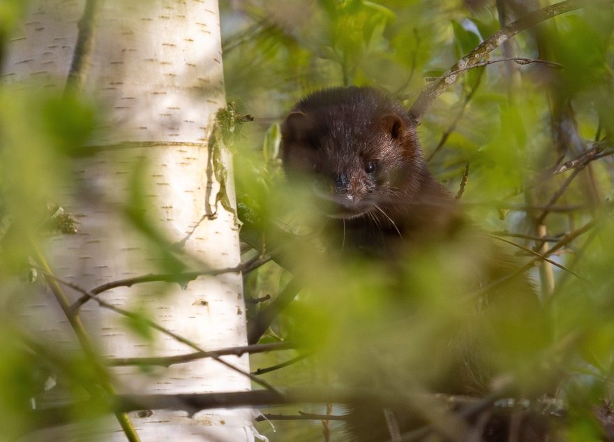 В Тверской области норку приняли за черную кошку