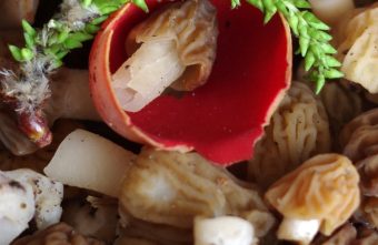 В Тверской области начался сезон грибов В Тверской области начался сезон грибов