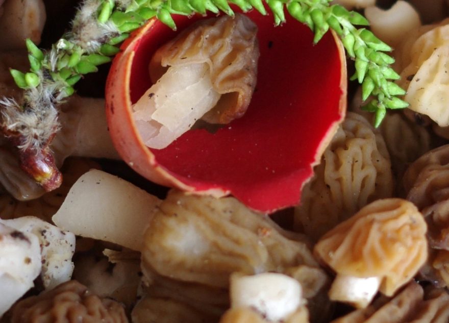 В Тверской области начался сезон грибов