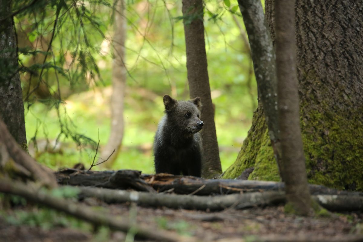 В Тверской области устроили первую медвежью фотосессию