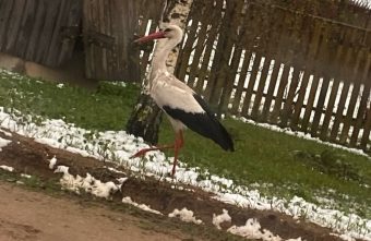 По улицам Тверской области гуляют аисты По улицам Тверской области гуляют аисты