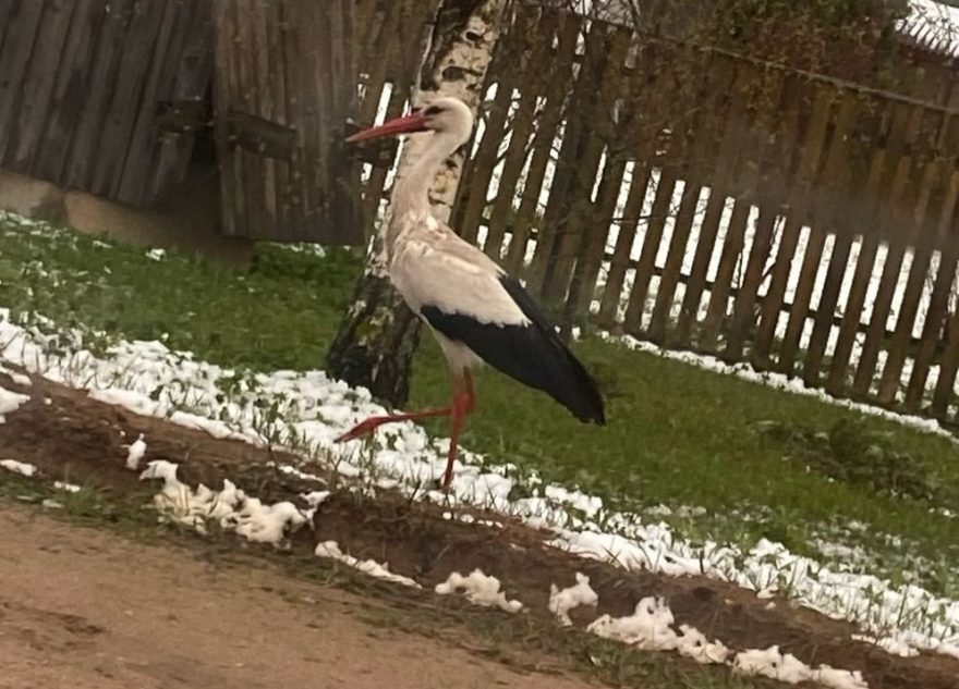 По улицам Тверской области гуляют аисты