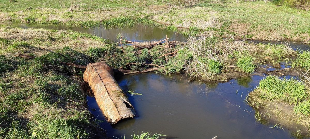 Несколько бобровых плотин заметили жители Тверской области