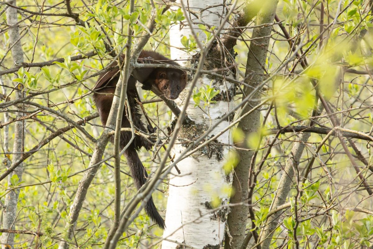 В Тверской области норку приняли за черную кошку