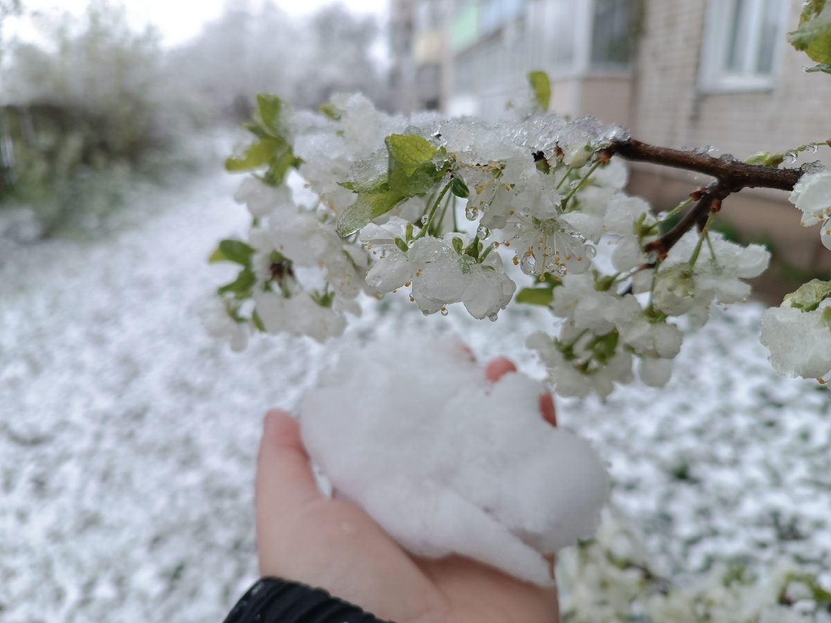 Жители Тверской области делятся фотографиями "майской зимы"