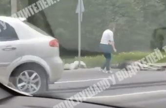 В Твери сбили лося у областной больницы