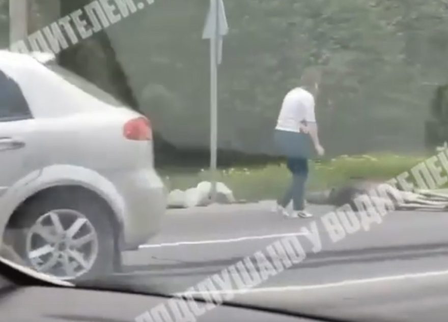 В Твери сбили лося у областной больницы