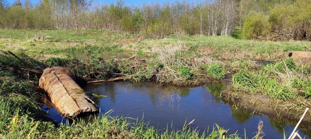 Несколько бобровых плотин заметили жители Тверской области