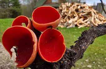 В майские праздники жители Тверской области угощают гостей красными грибами