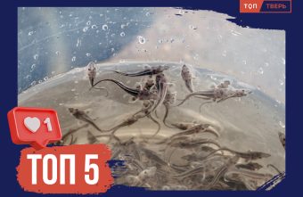 На крючке: раньше в Твери ловили даже осетров