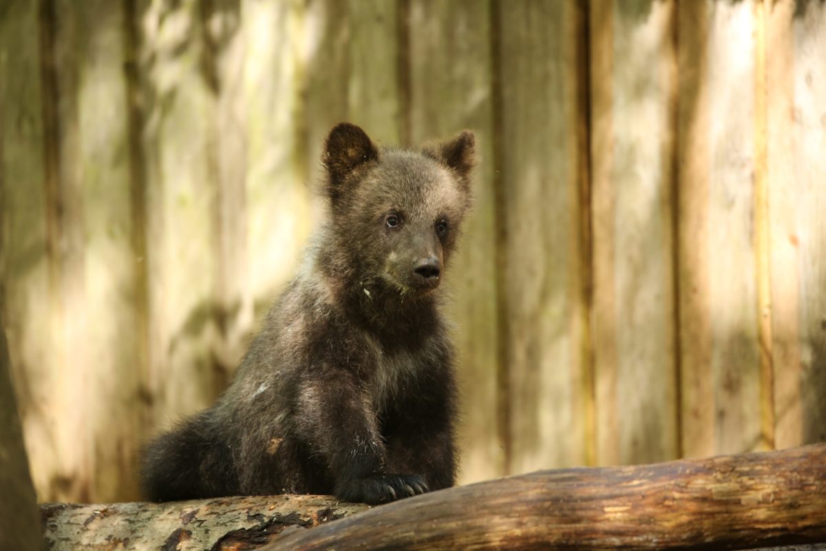 В Тверской области устроили первую медвежью фотосессию