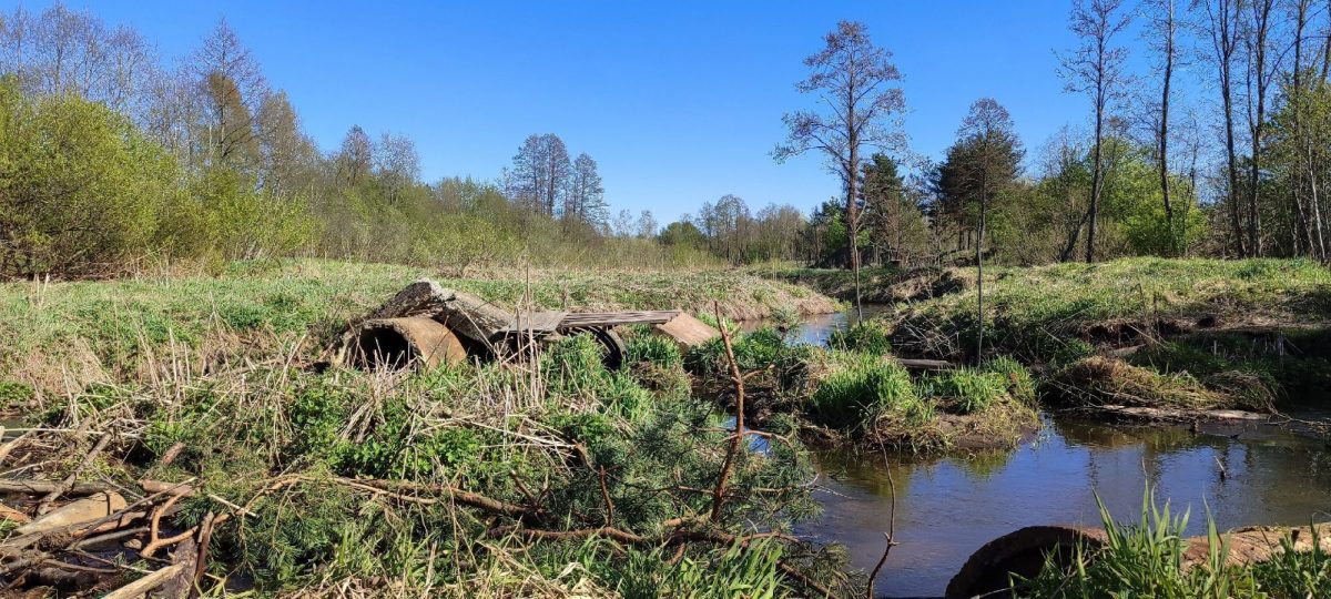 Несколько бобровых плотин заметили жители Тверской области