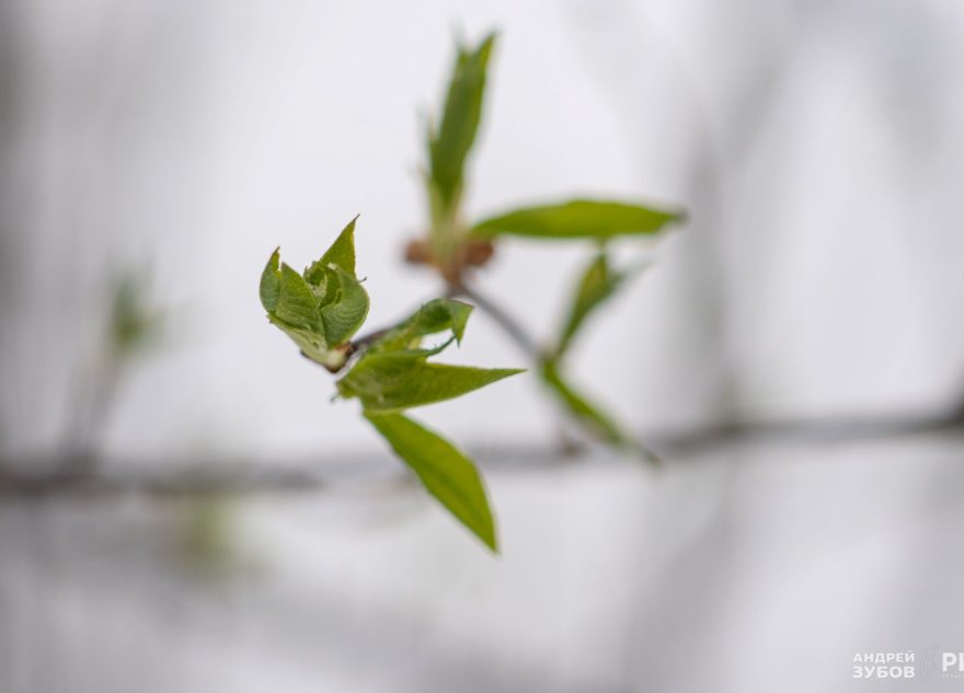 Погода решила испортить начало сезона дачникам Тверской области