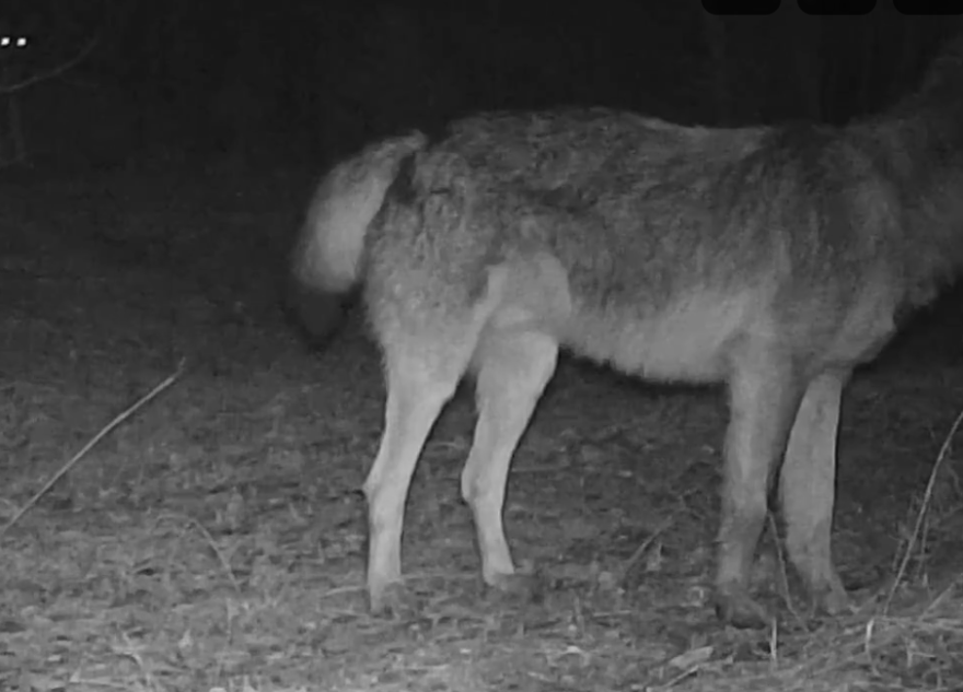 На камеру в Тверской области попали лесные хищники и их жертвы хищники