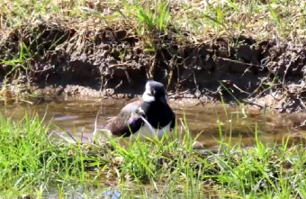 Чибис устроил банный день в Тверской области