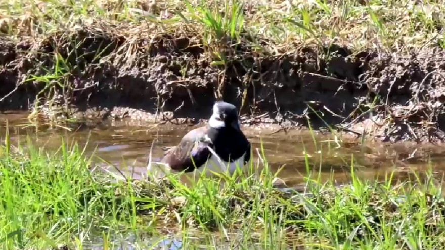 Чибис устроил банный день в Тверской области Чибис устроил банный день в Тверской области
