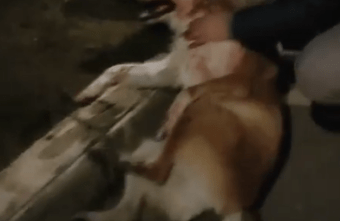 убил собаку