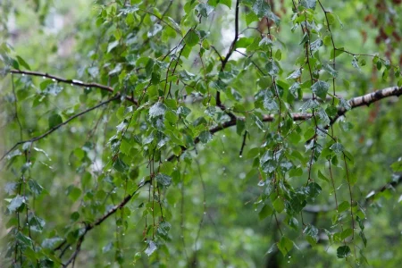 Погода в выходные огорчит жителей Тверской области дождливые и теплые выходные погода