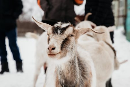 Фермеры Тверской области вновь смогут получить «Агростартап»