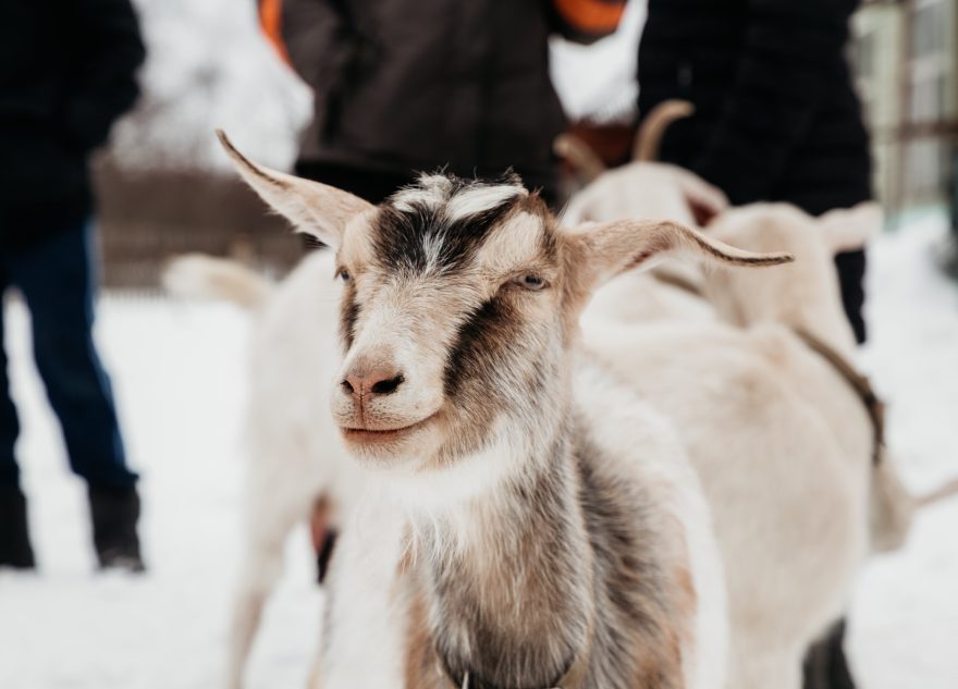 Фермеры Тверской области вновь смогут получить «Агростартап»