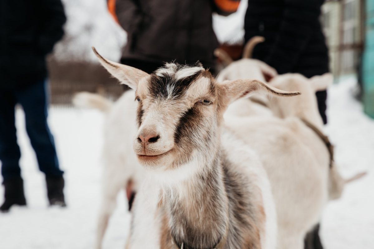 Фермеры Тверской области вновь смогут получить «Агростартап»