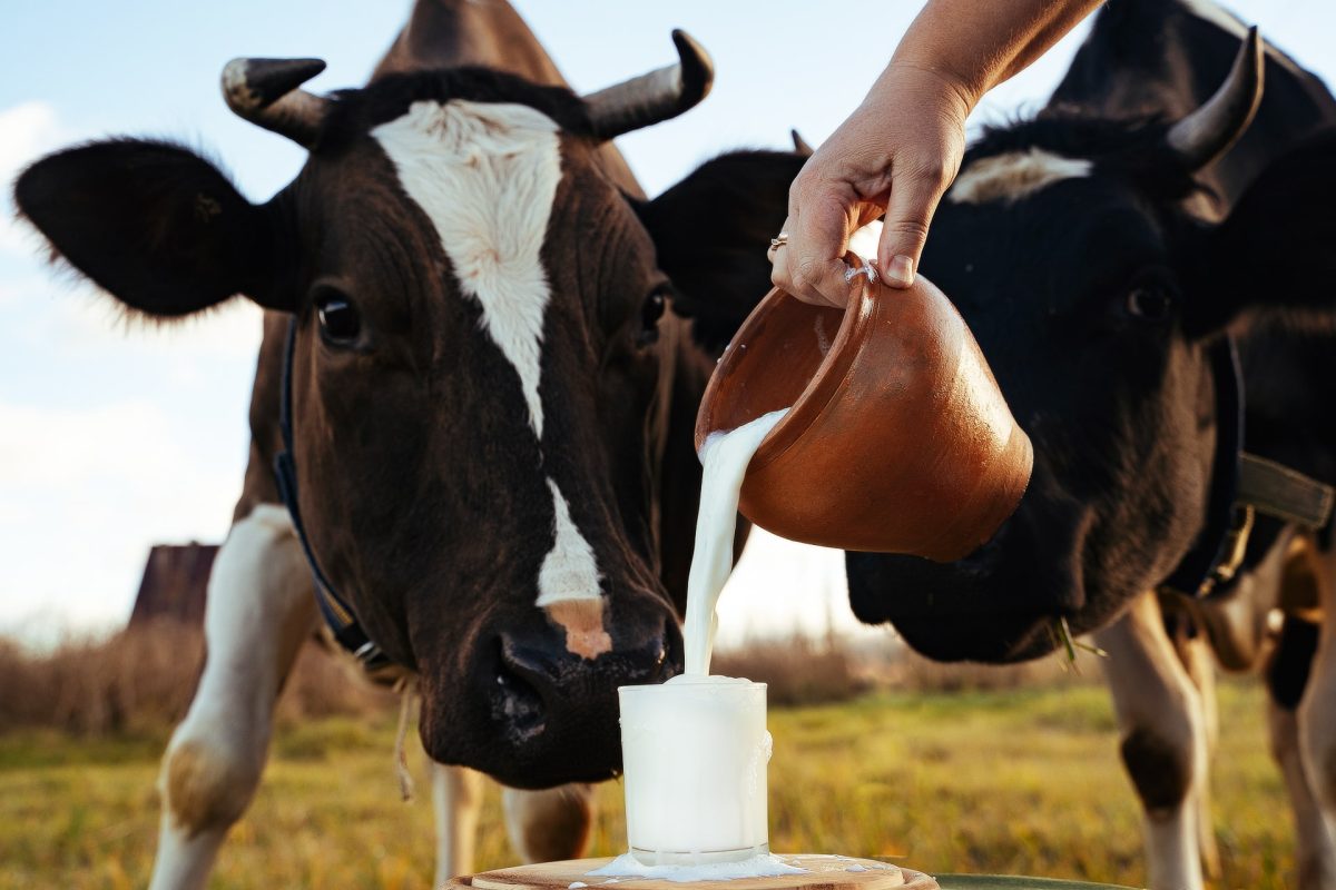 Открылось первое вьетнамское предприятие молочного сектора в России