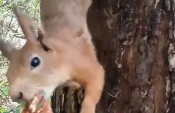 В роще Тверской области живет жадный грызун