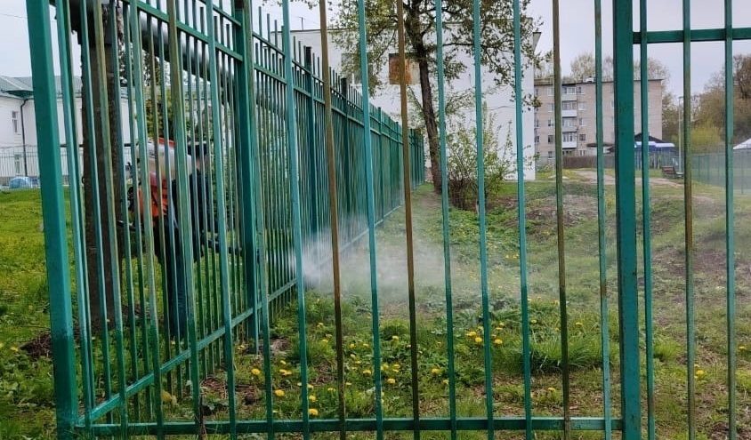 В Тверской области начались работы по уничтожению борщевика