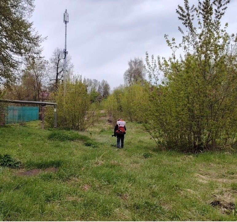 В Тверской области начались работы по уничтожению борщевика