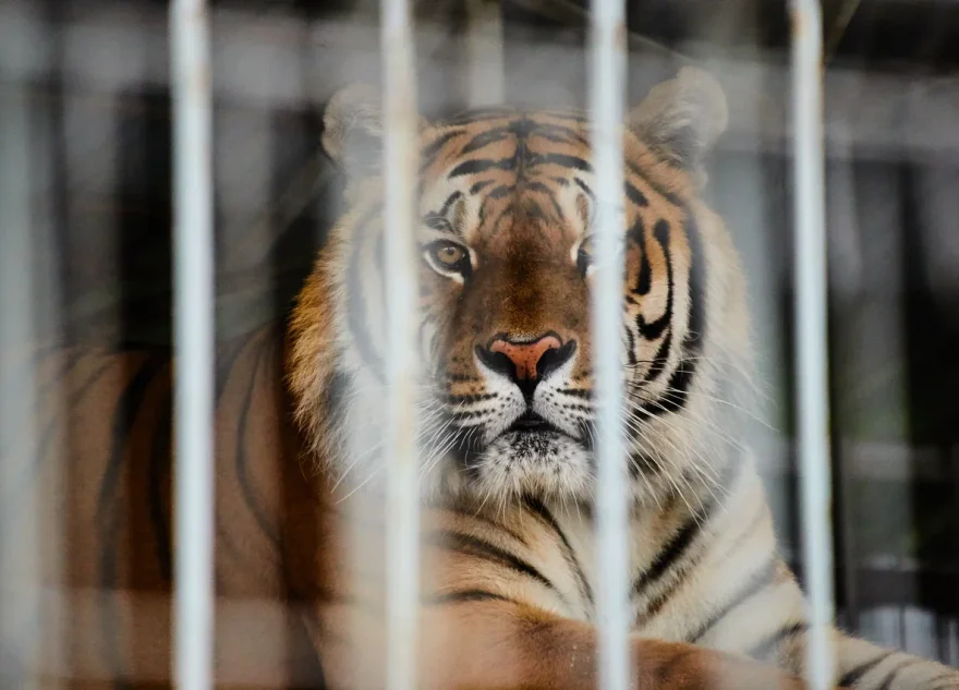 животные в неволе