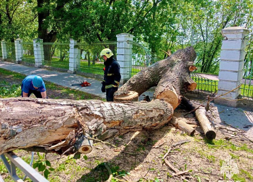 На набережной в Твери упало дерево