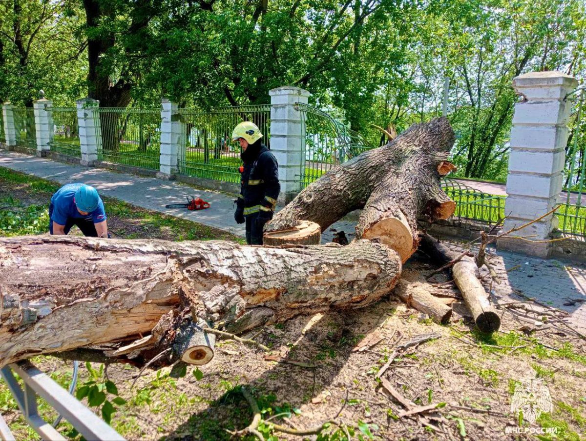На набережной в Твери упало дерево