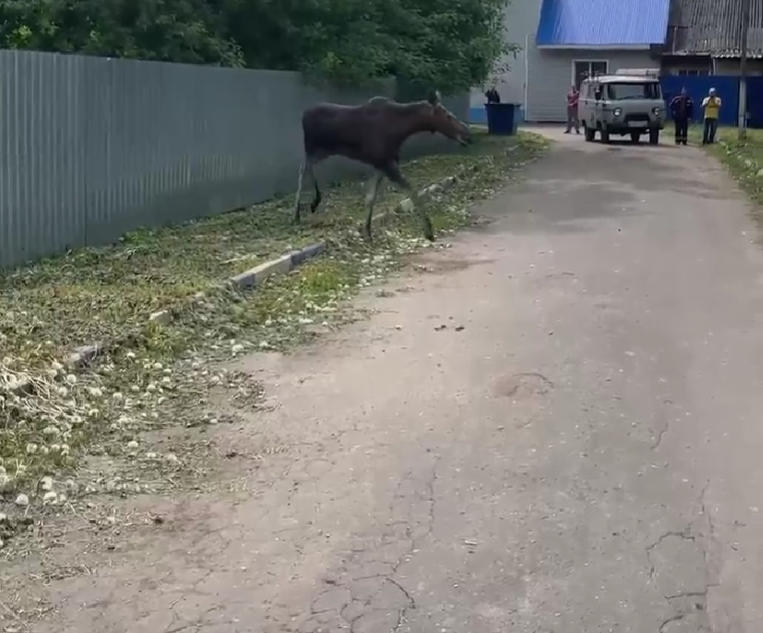 Лоси продолжают гулять по городам Тверской области лоси