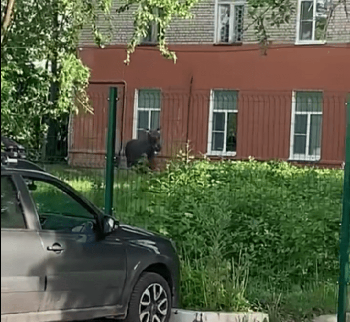 В Тверской области лось решил сходить в больницу лось