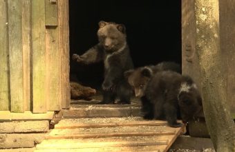 Маленькую медведицу Дину вылечили в Тверской области Маленькую медведицу Дину вылечили в Тверской области