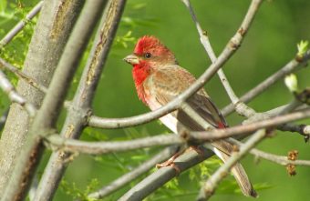 Красивые птицы все чаще встречаются жителям Твери птица