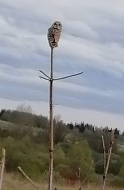 Школьница сфотографировала сову на борщевике в Тверской области Школьница сфотографировала сову на борщевике в Тверской области