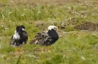 В Тверской области замечена стая чудо-птиц турухтанов