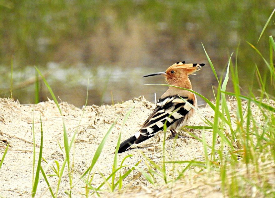 Удод пожаловал в жилой район к речке в Тверской области