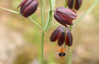 Изящные цветы растут в старинном парке Твери Изящные цветы растут в старинном парке Твери