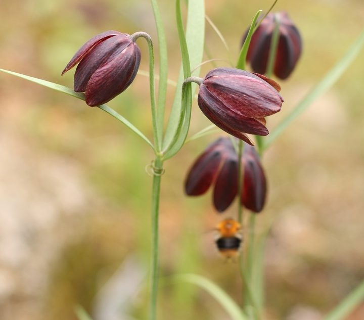 Изящные цветы растут в старинном парке Твери