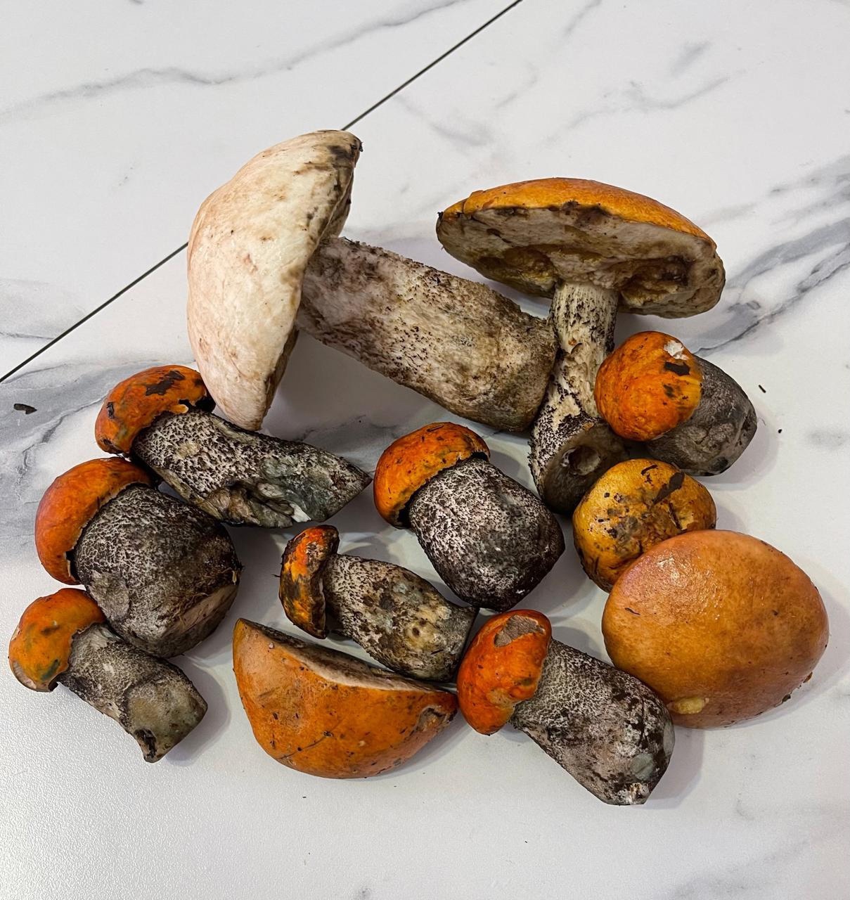 В лесах Тверской области пошли грибы и ягоды