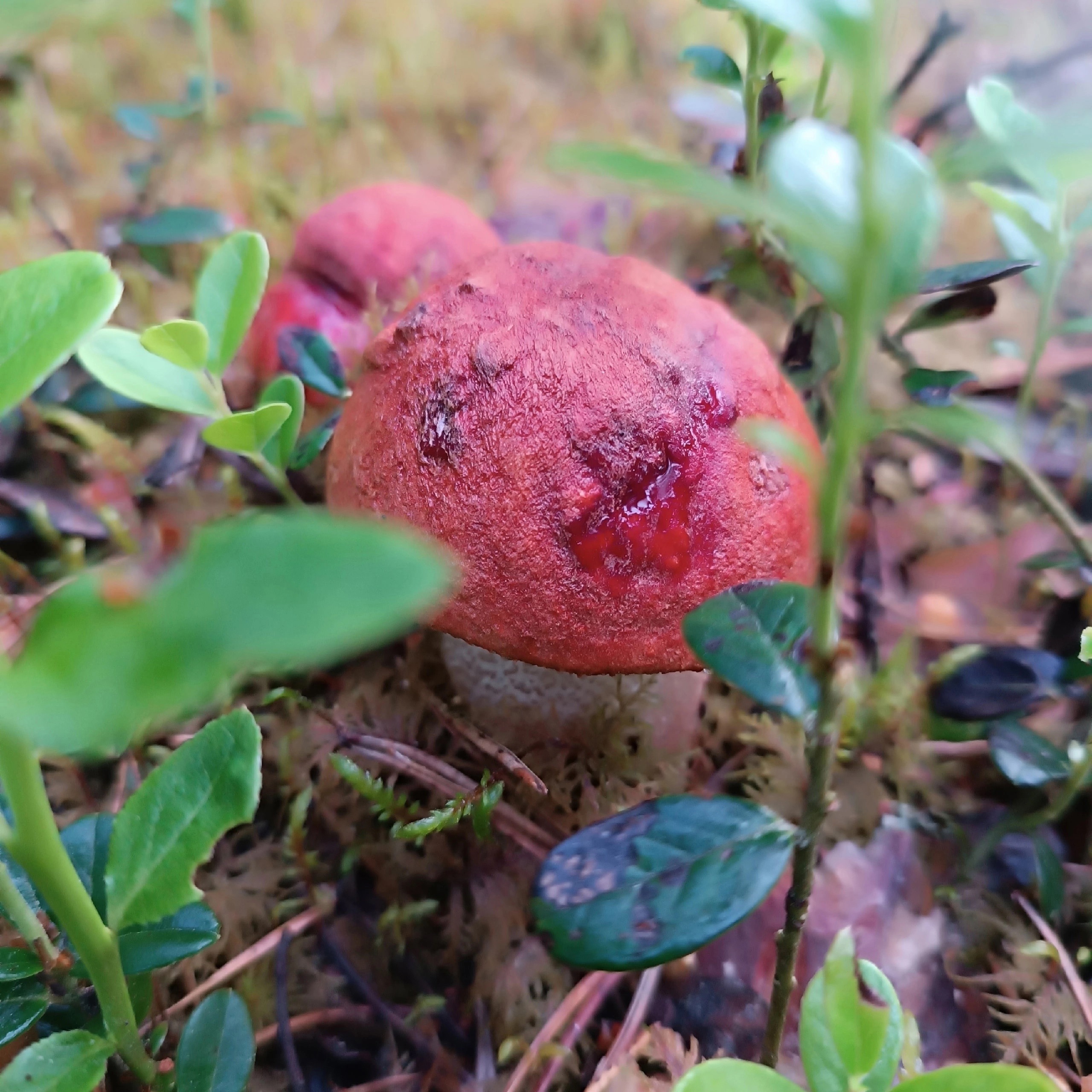 В лесах Тверской области пошли грибы и ягоды