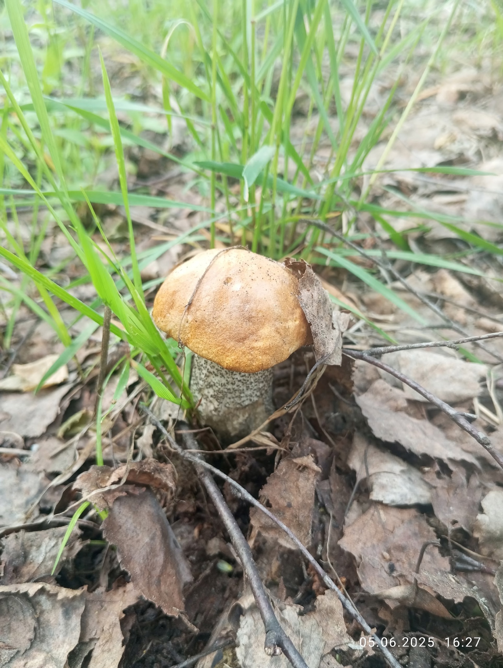 В лесах Тверской области пошли грибы и ягоды